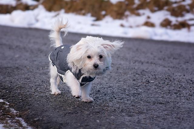 Un manteau pour mon chien : utile ou futile ? - Fiches Info Santé - Fiches  pratiques chiens